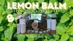 LEMON BALM - 8 Products You Can Make At Home ...