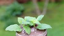 Lemon Balm Mint Blueberry Smoothie
