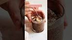 Pudding de chia banane et chocolat 🍫 Une recette ultra facile ...