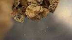 Watch as we make our newest delight: Cookie Jar Crunch! A ...