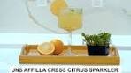 Affilla Cress Citrus Sparkler Ingredients: - 1/2 cup freshly ...