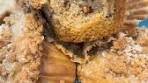 Fall calls for one thing, and that’s Maple Pecan Muffins ...