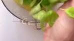 Homemade Lemon Basil Vinaigrette Recipe