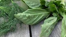 Lemon Basil Buttermilk Ranch Dressing