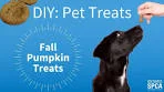 DIY Fall Pumpkin Dog Treat