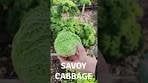 Fresh winter harvest for a tasty vegetable risotto