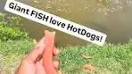 My Backyard River MONSTER FISH love a good Hotdog ...