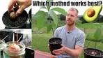 The BEST Way To Grow Avocado From Seed | 0 - 5 Months of ...