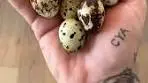 Delicious Quail Egg Salad Recipe
