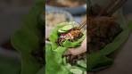Korean Lettuce Wraps in 15 Minutes!