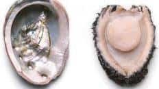 Abalone Ceviche