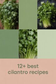 cilantro-ccccc-31865