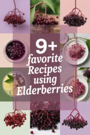 9+ Favorite Recipes Using Elderberries for Deliciously Sweet Treats elderberries-ccccc-36244