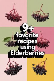 9+ Favorite Recipes Using Elderberries for Deliciously Sweet Treats elderberries-ccccc-70762