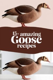 goose-ccccc-93962