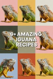 iguana-ccccc-82710