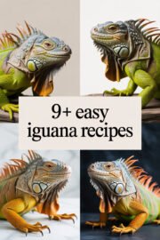 iguana-ccccc-99717