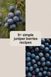 juniper-berries-ccccc-66253
