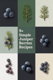 juniper-berries-ccccc-91516