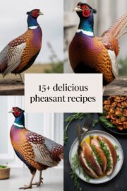 pheasant-ccccc-45318