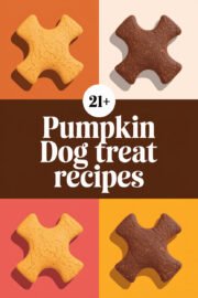 pumpkin-dog-treats-ccccc-22101
