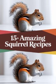 squirrel-ccccc-37856