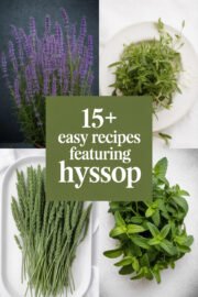 hyssop-ccccc-10454