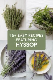 hyssop-ccccc-44947