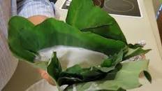 Palusami - taro leaves and coconut cream