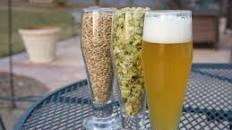 Single-Malt, Single-Hop IPA (For Beginning Homebrewers) Recipe