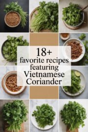 vietnamese-coriander-ccccc-91657