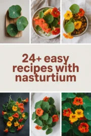 24+ Easy Recipes For Your Dishes with Delicious Nasturtium nasturtium-ccccc-73112