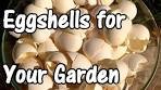 2 Min. Tip: How We Use Eggshells in Our Garden (Eggshell ...