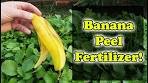 Banana Peel Fertilizer - 3 Ways To Use Banana Skins In Your ...