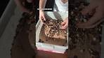 Cherry Chocolate Pecan Sourdough Prep and Baking in ...