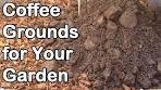 Coffee Grounds: How And Why We Use Them In Our Garden