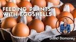 How to feed plants with eggshells to give them a calcium boost
