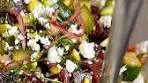MARINATED BEET & CUCUMBER SALAD WITH HERBED ...