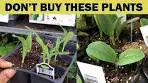 12 Plants VERY Easy to Grow, DO NOT Buy These Plants ...