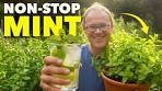 Grow Mint NON-STOP (Without It Taking Over)