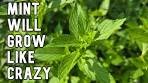 Growing mint in containers and how to harvest mint