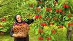 Harvesting Fresh Cherries! Making Cherry Jam and Juice in ...