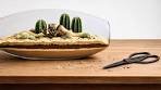 How to make a cactus centerpiece