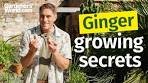 STOP buying ginger! Grow endless fresh ginger at home