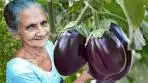 The Best Eggplant Recipe | Brinjal in Coconut Milk | Eggplant ...