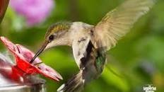 Homemade Hummingbird Nectar Thumbnail