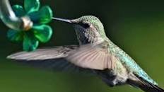 The Best Homemade Hummingbird Food Thumbnail