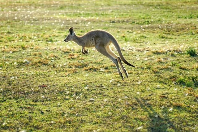 Mengapa benua australia memiliki banyak keunikan flora dan faunanya