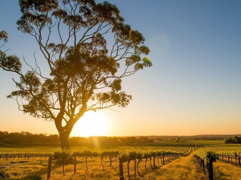 Mengenal Universitas Flinders: Jurusan, Kampus dan Pendaftaran barossa valley australia selatan