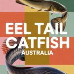 Eel Tail Saltwater Catfish Australia: What You Need to Know eel-tail-saltwater-ccccc-66359